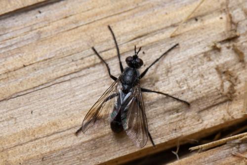 Réf. 268 412 : Lophosia fasciata